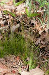 Bristleleaf sedge